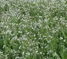 Afbeelding van Bladrammenas