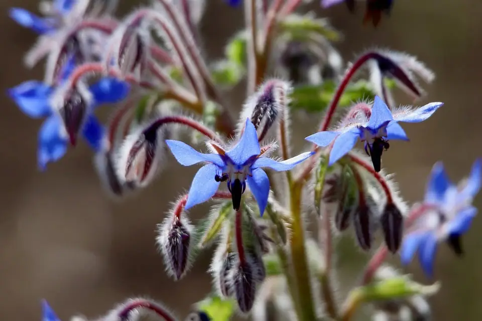 Afbeelding van Komkommerkruid (borage)